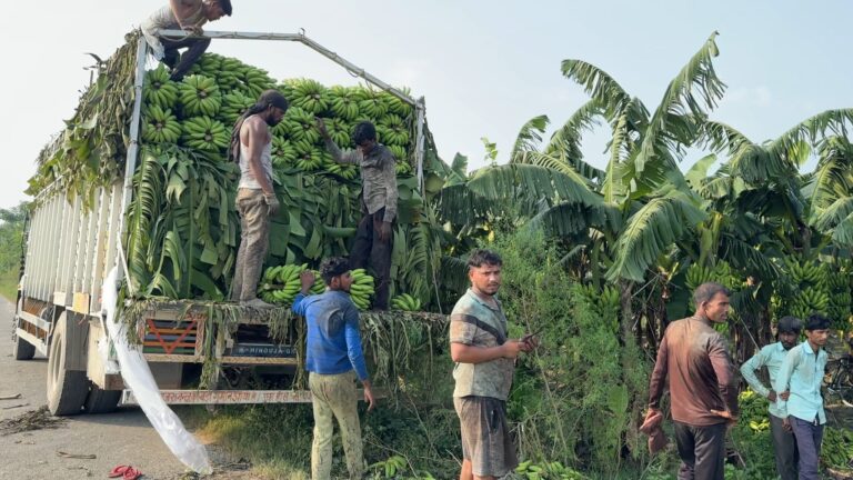 केला किसानों की दुर्दशा