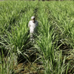 उत्तर प्रदेश