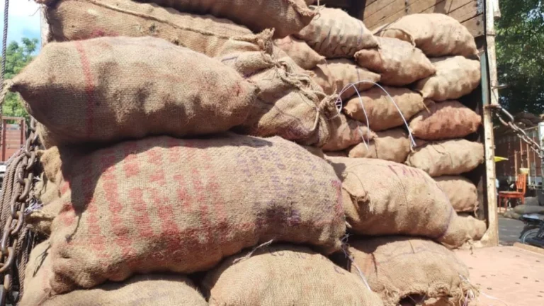 गोरखपुर मंडी में बड़ी कार्रवाई, दो ट्रकों से 500 क्विंटल मिलावटी आलू जब्त