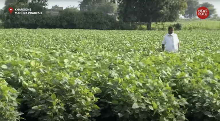 खरीफ रिपोर्ट