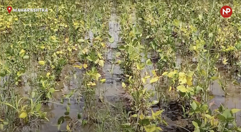 महाराष्ट्र में खरीफ फसलों को भारी नुकसान