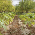 भारत के किसानों को वैश्विक कृषि नवाचार से जोड़ने वाला मंच