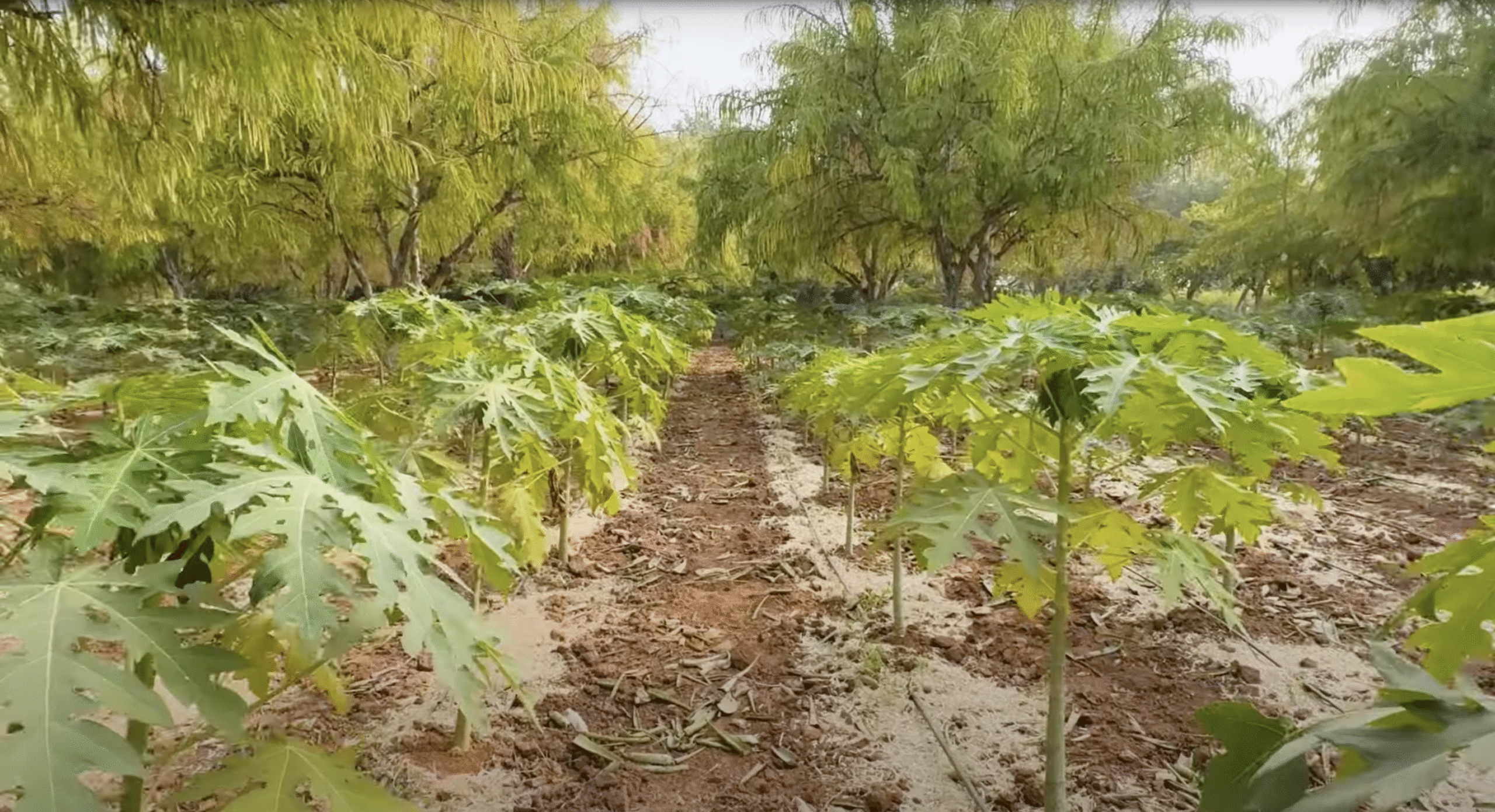 भारत के किसानों को वैश्विक कृषि नवाचार से जोड़ने वाला मंच