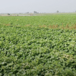 यूपी के सबसे ज्यादा जिले शामिल