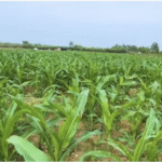 खरीफ फसलों की बुवाई में बढ़ोतरी