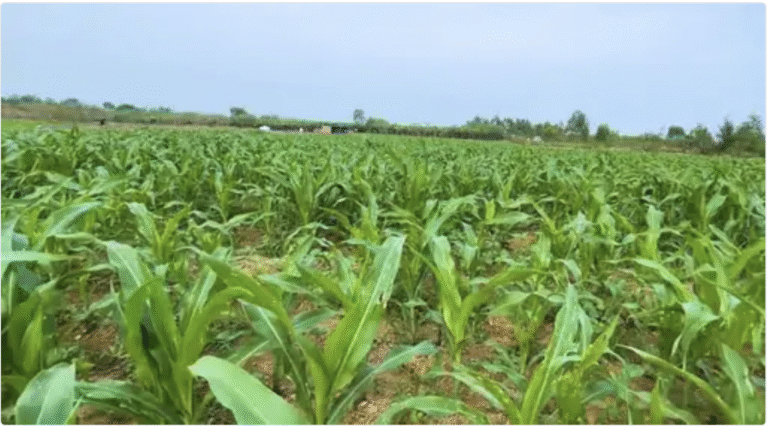 खरीफ फसलों की बुवाई में बढ़ोतरी