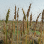 यूनिवर्सिटी ऑफ मैरीलैंड के वैज्ञानिकों ने गेहूं की उपज बढ़ाने वाली एक किस्म की पहचान की है। इसमें गेहूं के पौधे के फूल में एक की जगह तीन अंडाशय विकसित है।