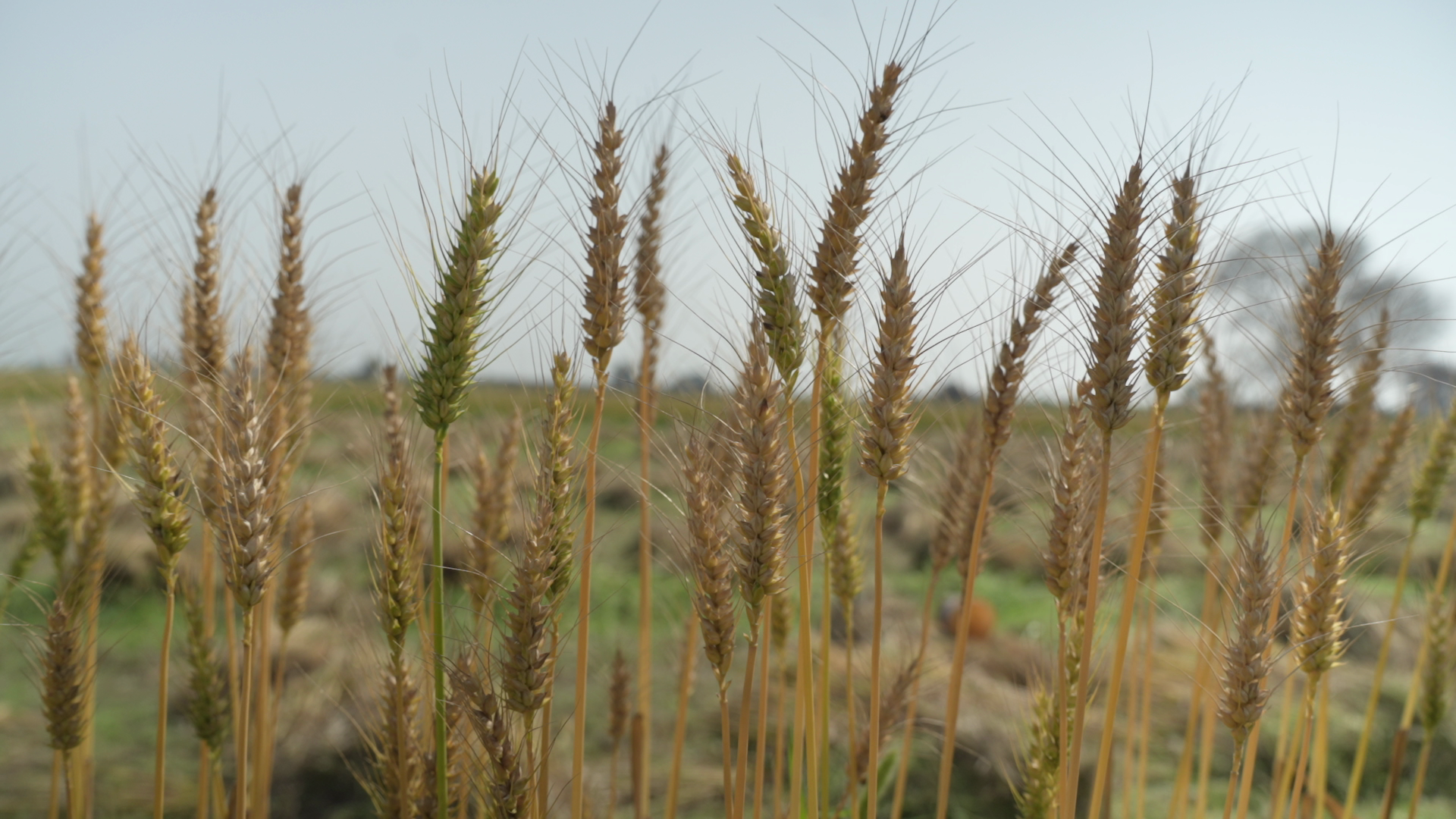 यूनिवर्सिटी ऑफ मैरीलैंड के वैज्ञानिकों ने गेहूं की उपज बढ़ाने वाली एक किस्म की पहचान की है। इसमें गेहूं के पौधे के फूल में एक की जगह तीन अंडाशय विकसित है।