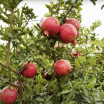 राजस्थान में अनार की फसल पर रोग का असर