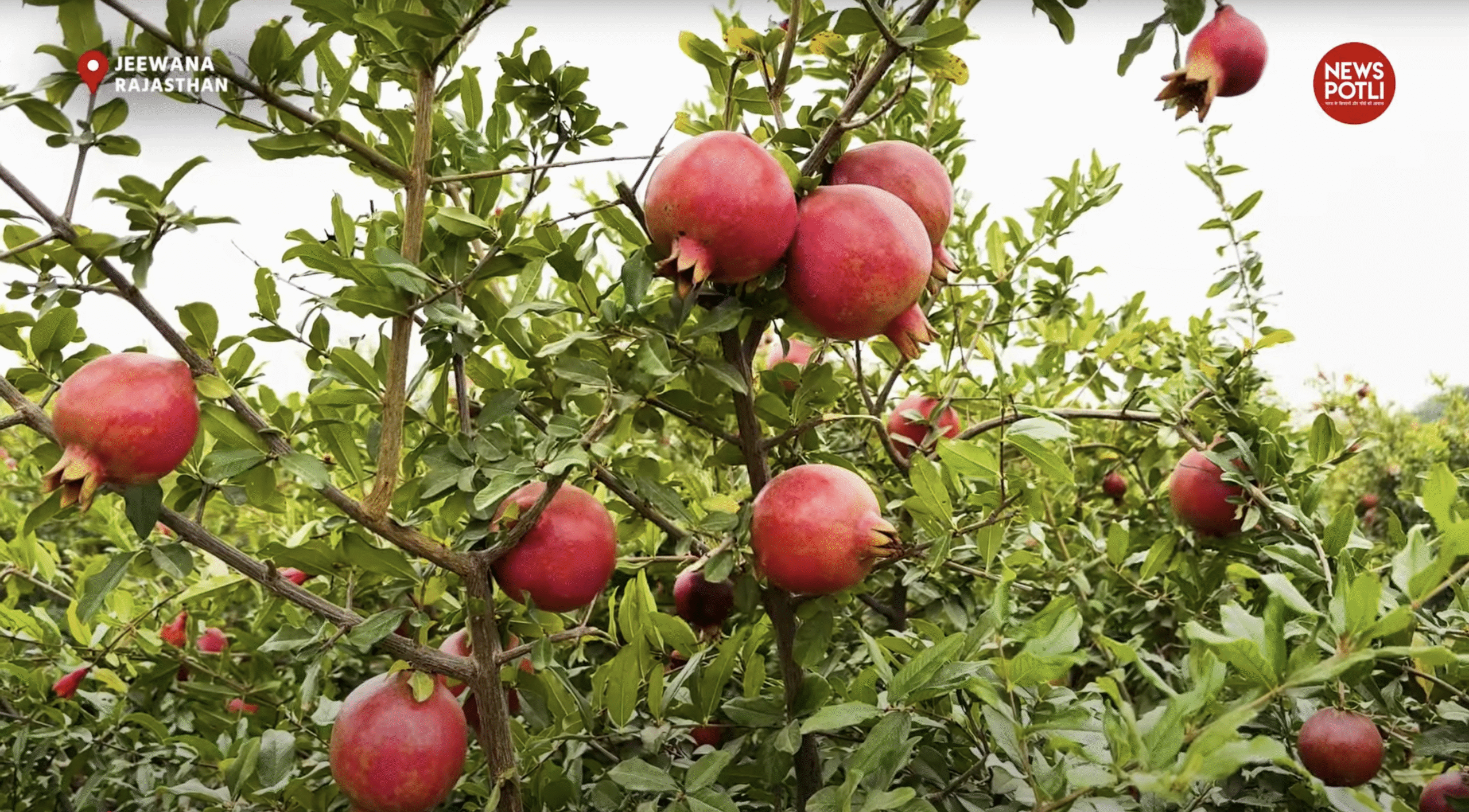 राजस्थान में अनार की फसल पर रोग का असर