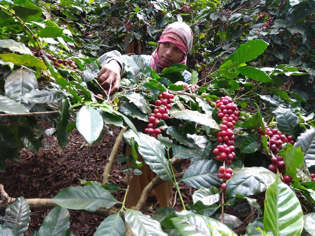 पीएम मोदी ने 'मन की बात' में कोरापुट कॉफी की खासियत