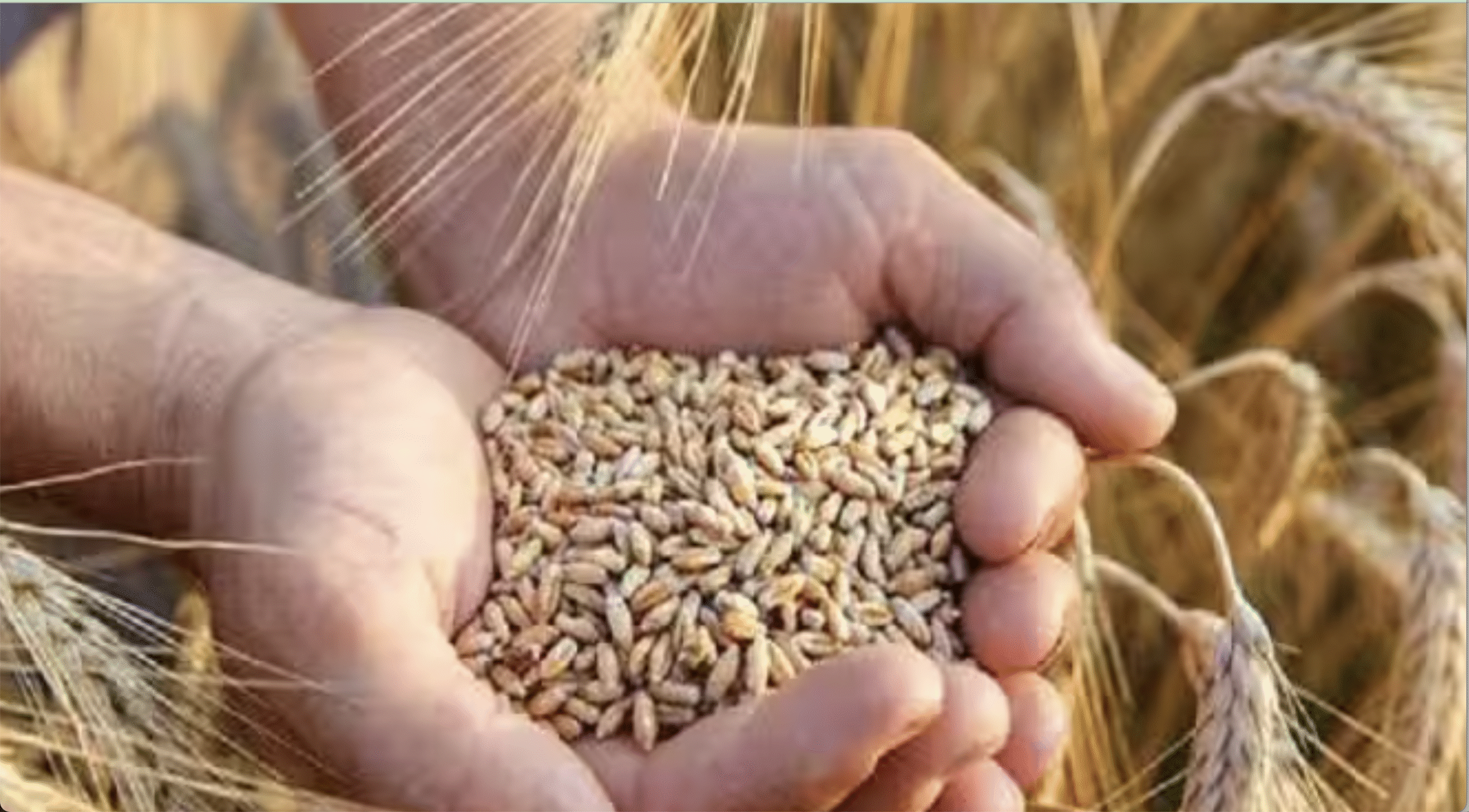 गेहूं और जौ