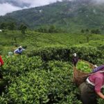 दार्जिलिंग