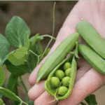 जानिए मटर की 5 अगेती किस्में