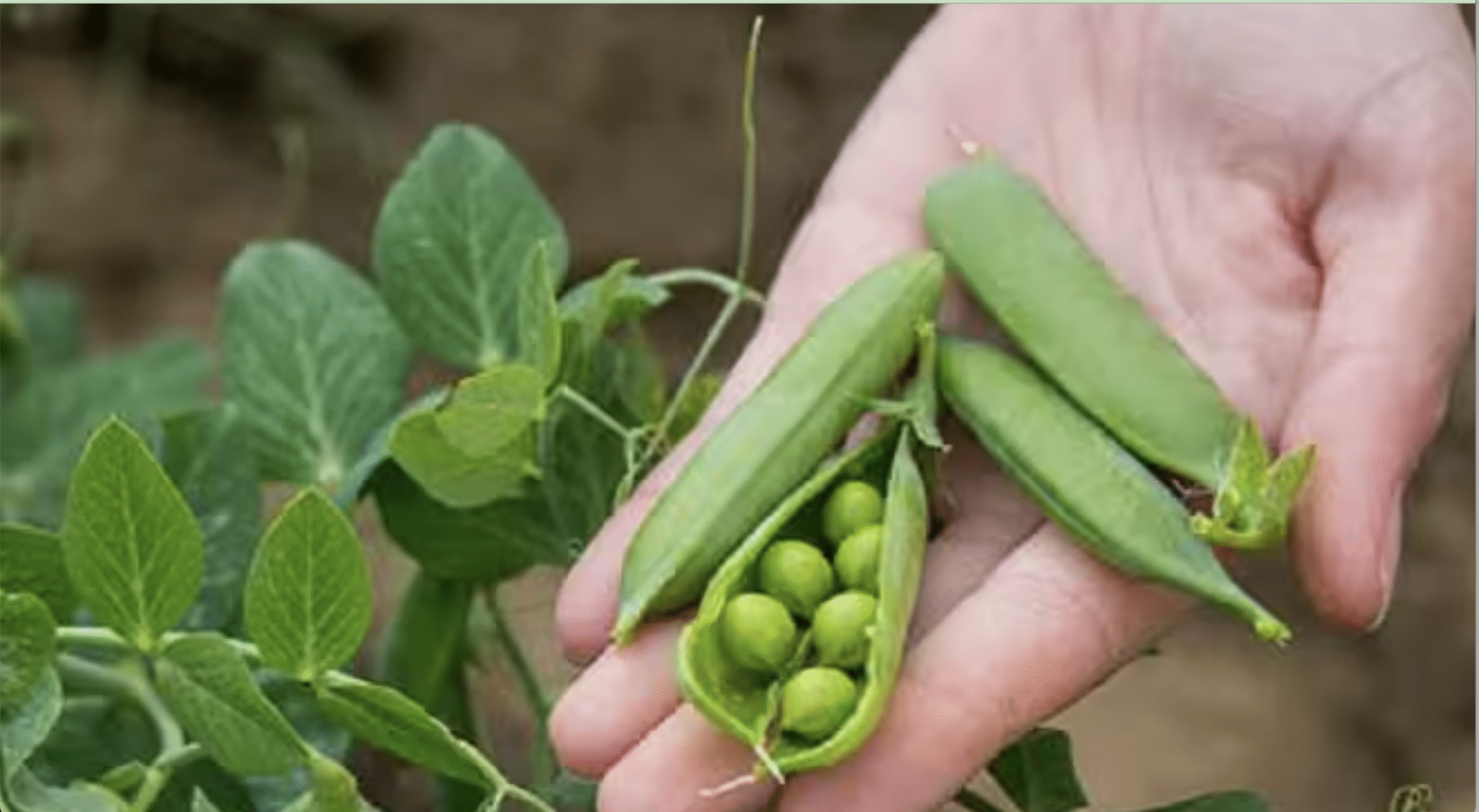 जानिए मटर की 5 अगेती किस्में