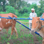 खेती से कमाई की नई मिसाल