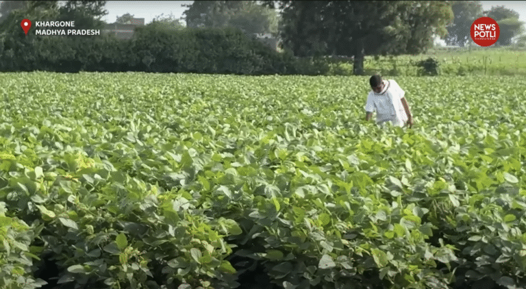 देश में सोयाबीन की पैदावार में गिरावट