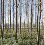 भारत में छोटे किसानों के लिए नई उम्मीद 'Agroforestry',