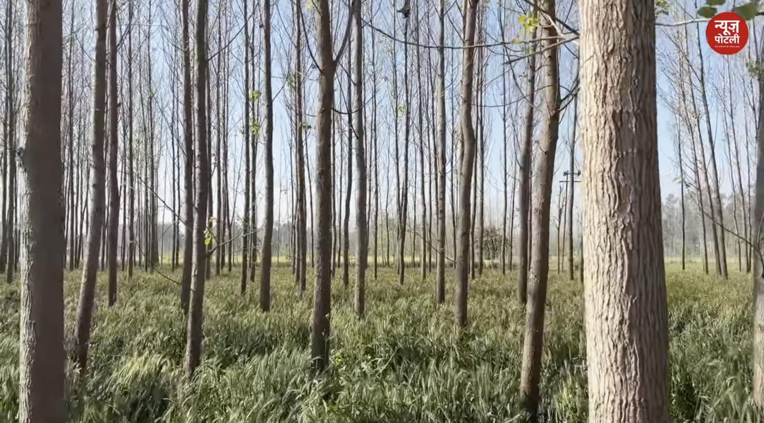 भारत में छोटे किसानों के लिए नई उम्मीद 'Agroforestry',