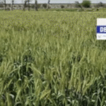 बदलते मौसम में भी देगा बंपर गेहूं उत्पादन