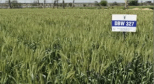 बदलते मौसम में भी देगा बंपर गेहूं उत्पादन