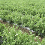 ज्यादा पैदावार और कम बीमारी वाली खास किस्म