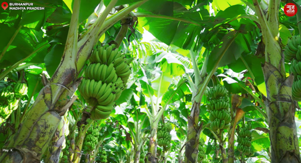 मध्यप्रदेश के केले के गढ़ बुरहानपुर के किसान राजेंद्र गंभीर पाटिल हमेशा से केले की खेती करते आ रहे हैं। 