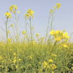 पूसा डबल जीरो मस्टर्ड 35