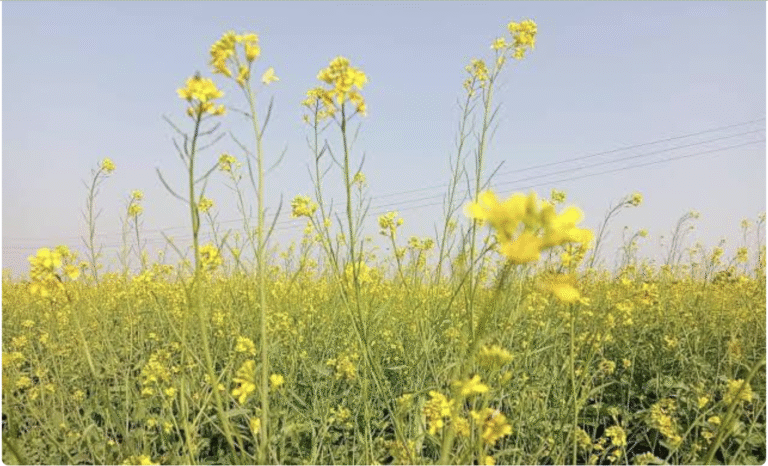 पूसा डबल जीरो मस्टर्ड 35