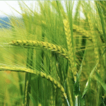 रबी फसलों की बुवाई में तेजी