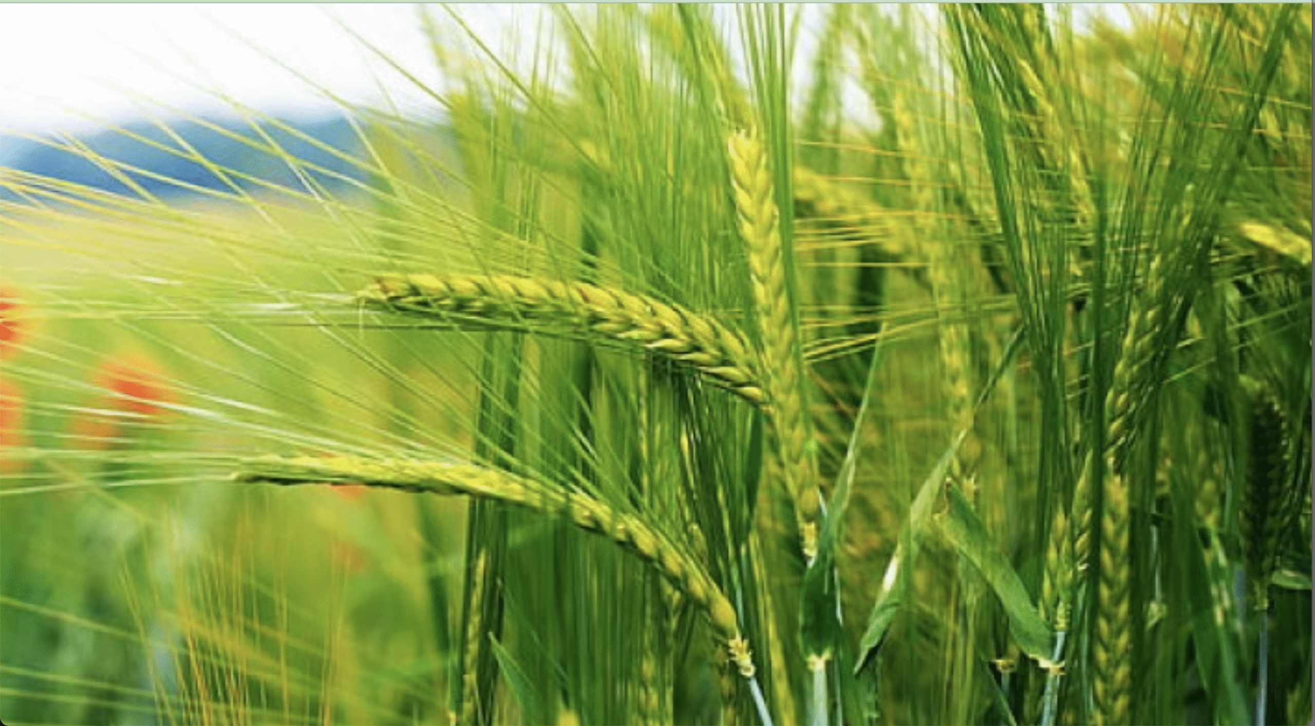 रबी फसलों की बुवाई में तेजी