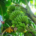 मध्यप्रदेश के केले के गढ़ बुरहानपुर के किसान राजेंद्र गंभीर पाटिल हमेशा से केले की खेती करते आ रहे हैं। केले के साथ वो तरबूज की सहफसली खेती भी करते हैं।