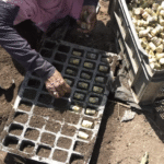 गन्ना विकास विभाग तैयार करेगा 46 लाख बड पौध