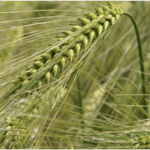 पंजाब सरकार