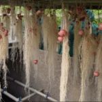 एरोपोनिक्स खेती का नया युग