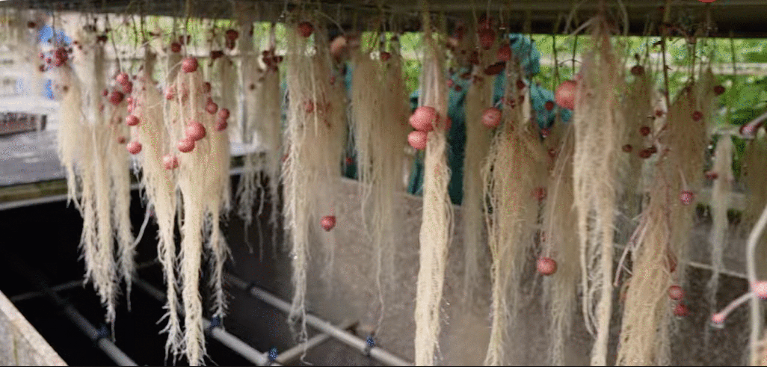 एरोपोनिक्स खेती का नया युग