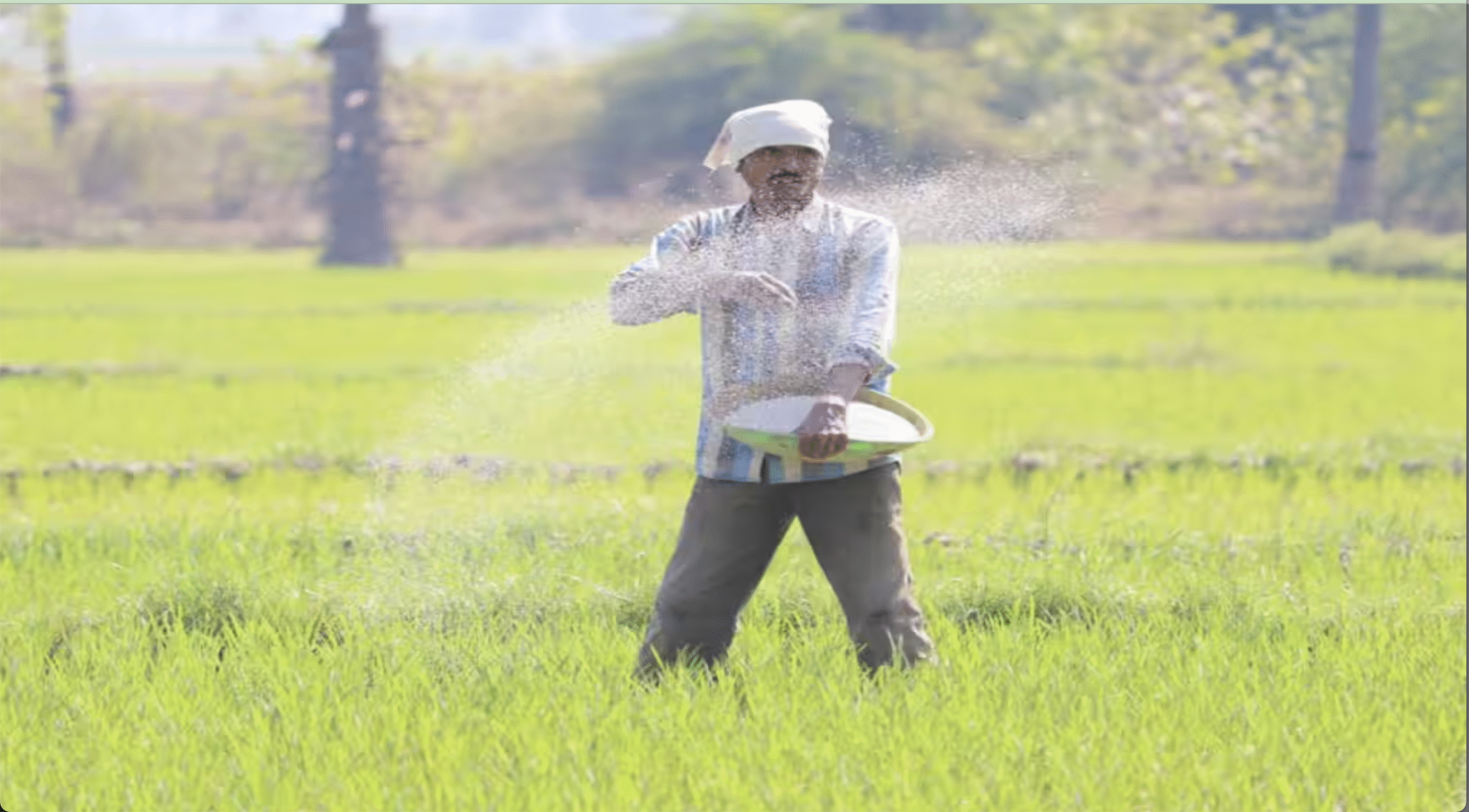 सीड्स बिल
