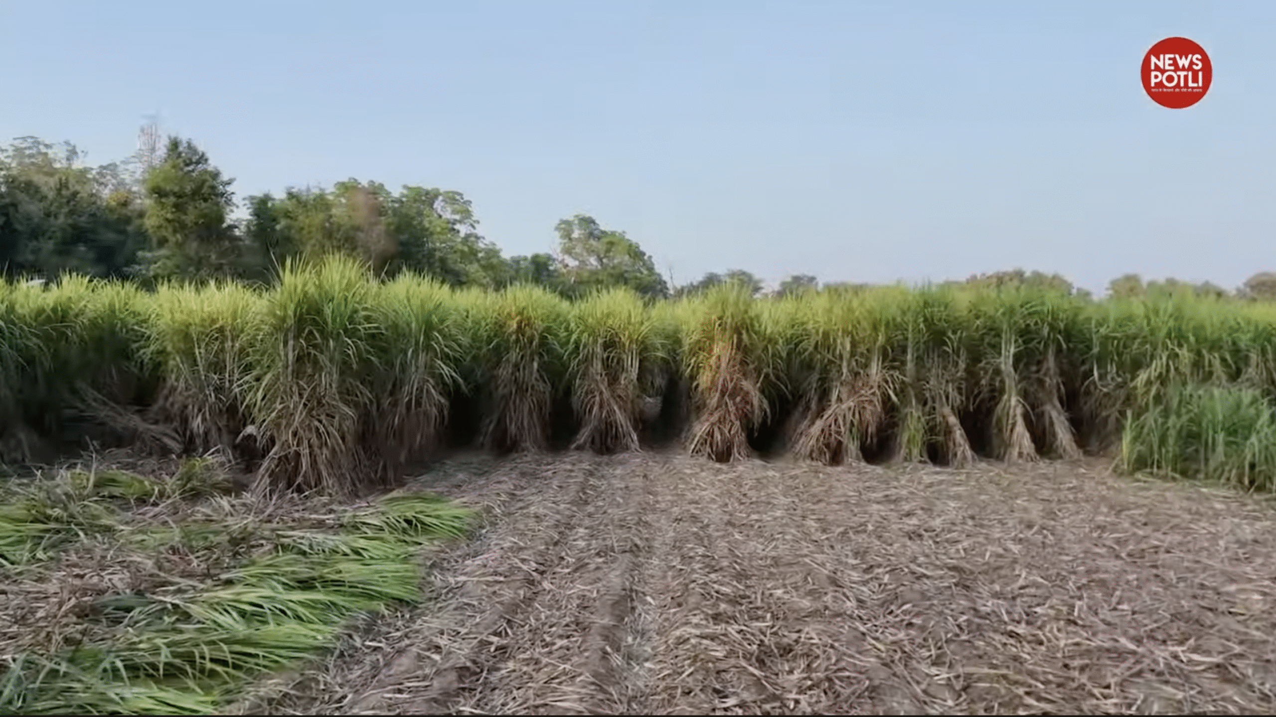 यूपी में गन्ना पेराई सत्र शुरू