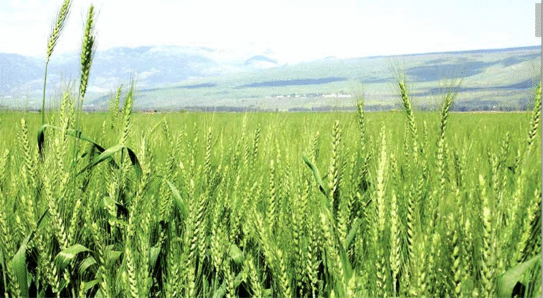 HD 3226: ज्यादा उपज और रोगों से सुरक्षा देने वाली गेहूं की किस्म