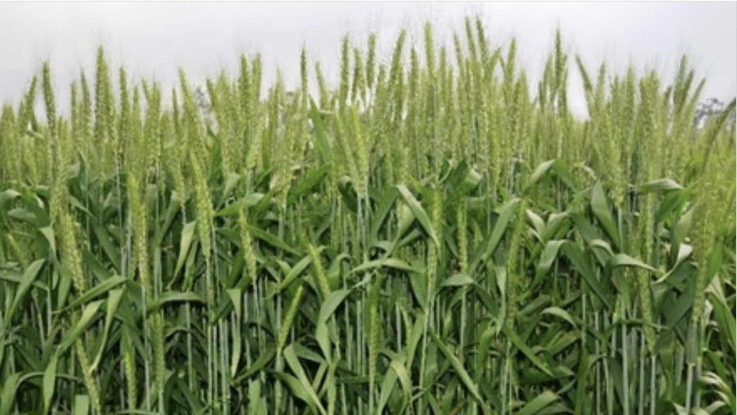 DBW 303 (करण वैष्णवी