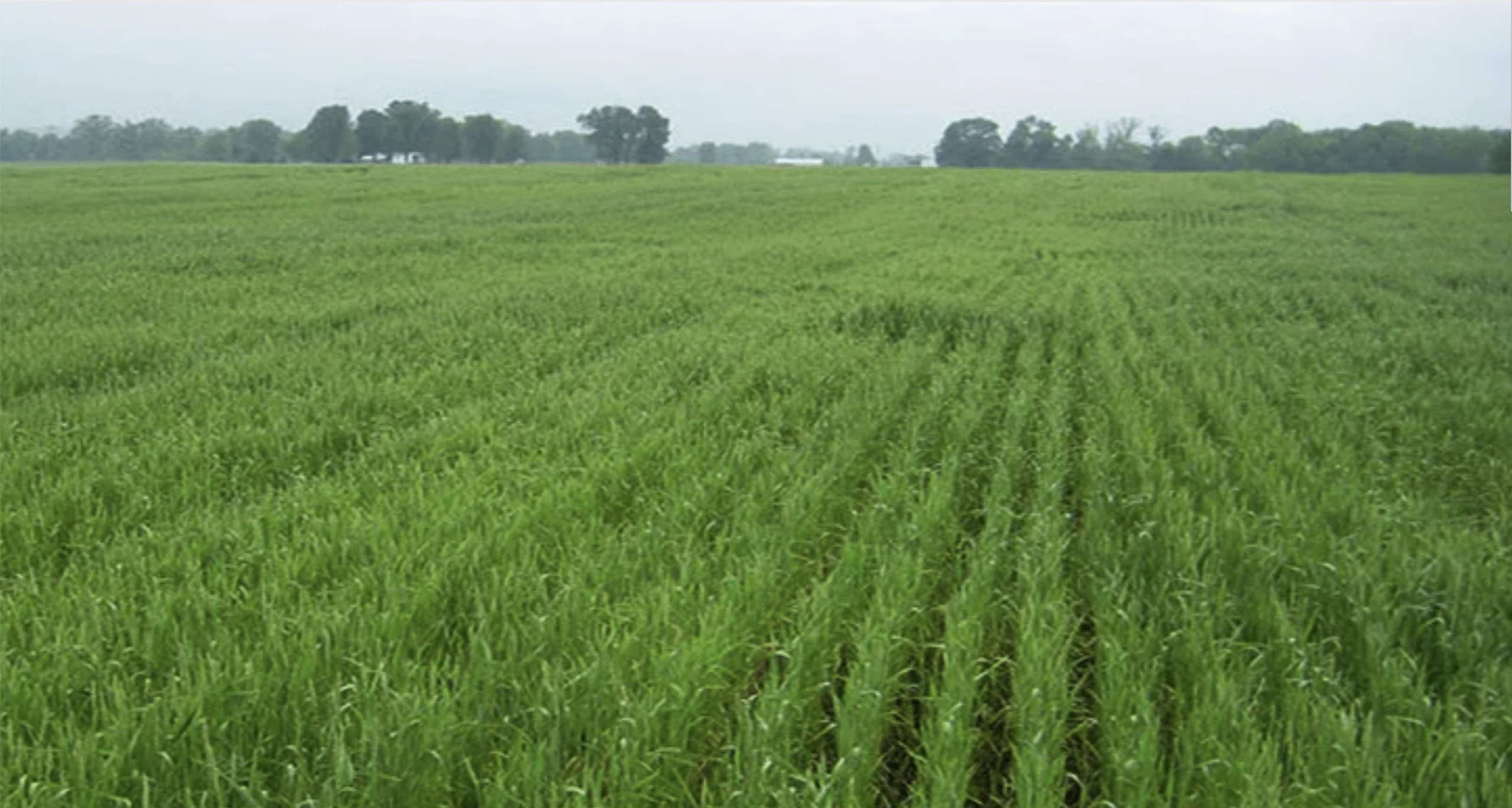 गेहूं की खेती के लिए ICAR की नई गाइडलाइन