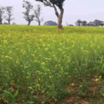 IMD की कृषि एडवाइजरी