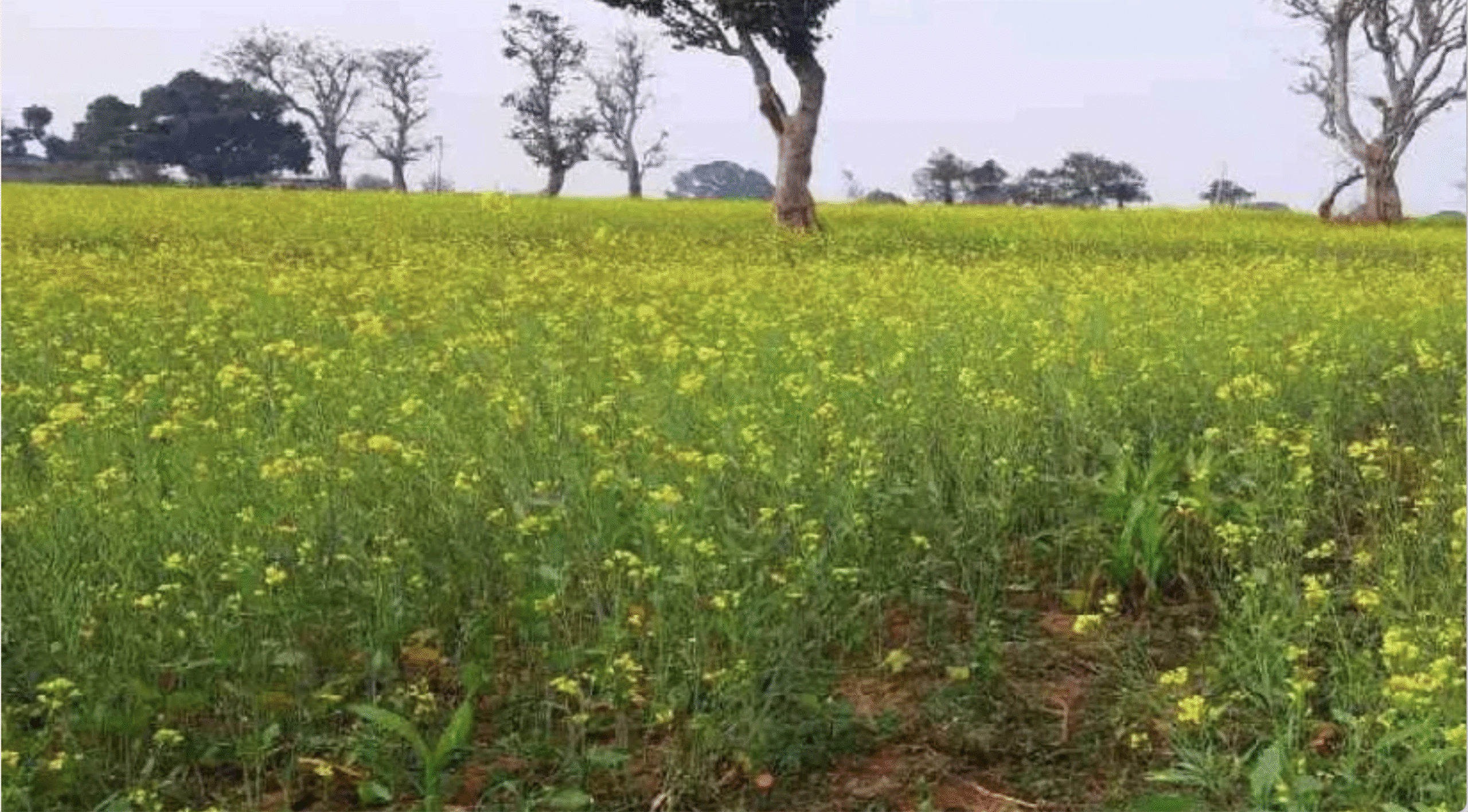 IMD की कृषि एडवाइजरी