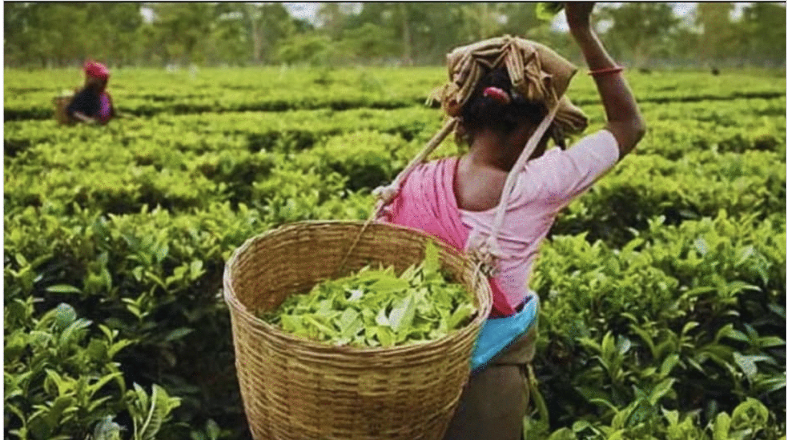 पश्चिम बंगाल में कम हुई चाय की फसल