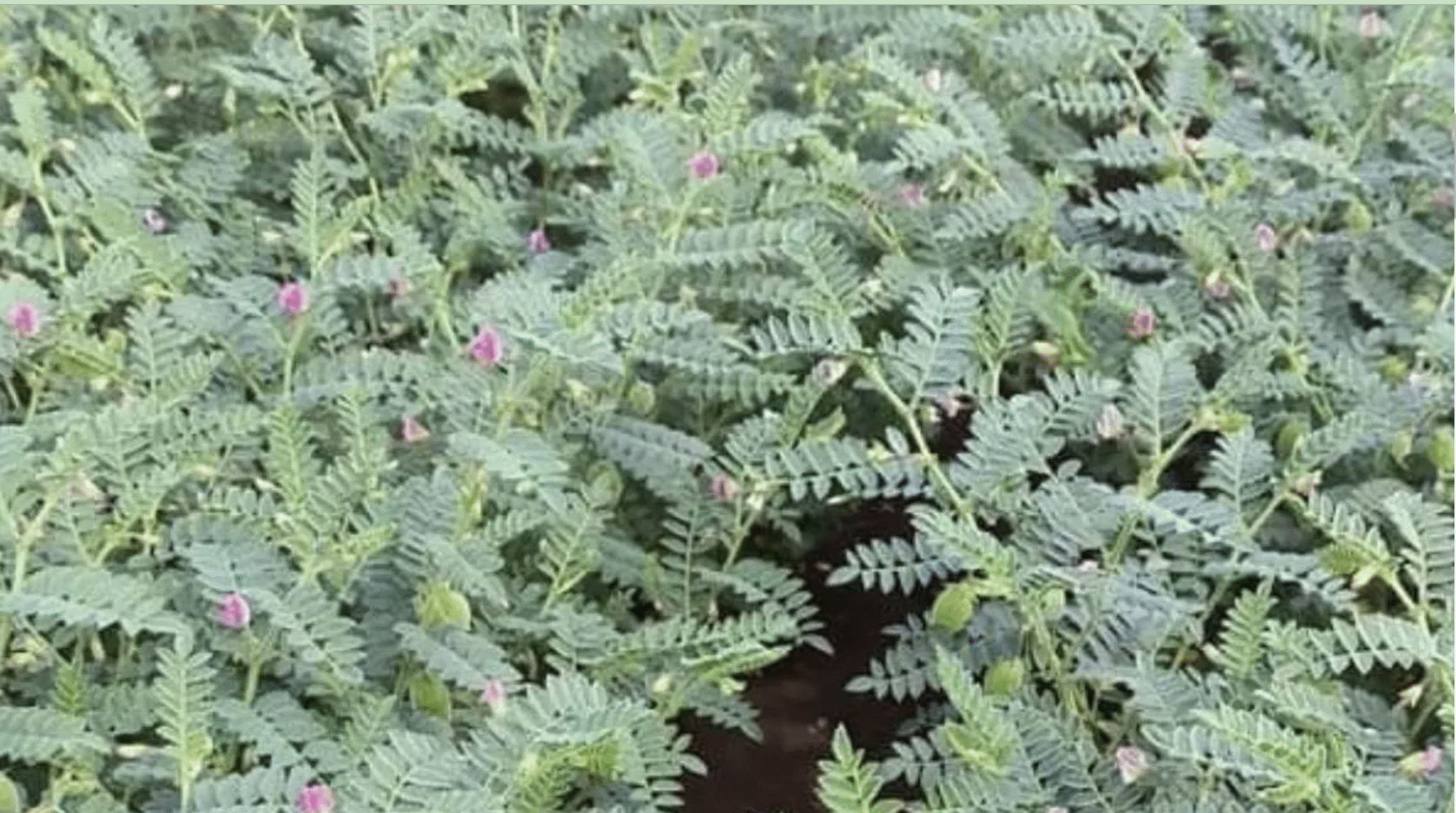 ICAR का ‘शटपदा टर्मिनेटर'