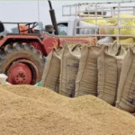 पूर्वी उत्तर प्रदेश में 1 नवंबर से शुरू होगी धान की खरीद