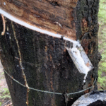 जलवायु संकट से निपटने में प्राकृतिक रबर कारगर