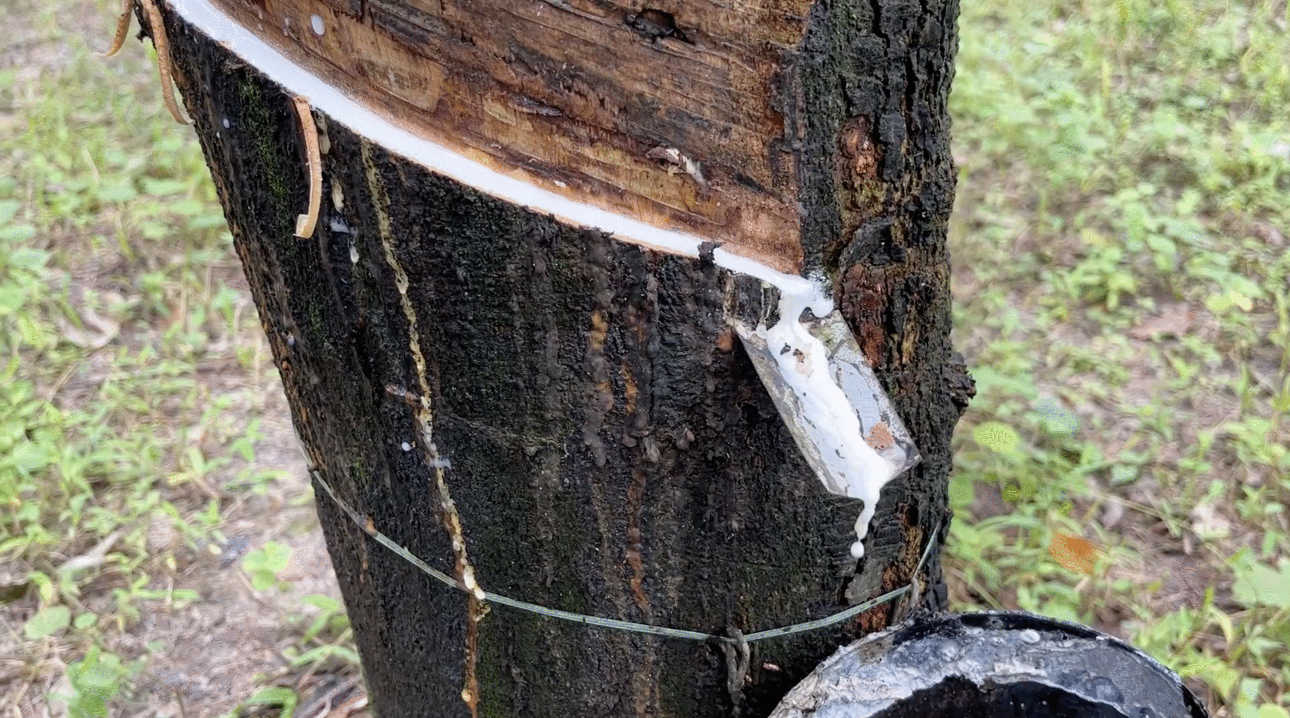 जलवायु संकट से निपटने में प्राकृतिक रबर कारगर