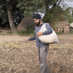 पंजाब में बाढ़ और बारिश से गेहूं की बुवाई पीछे