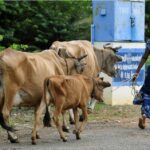 भारत में पशुपालन बना आर्थिक ताकत